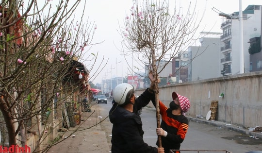 Đào Nhật Tân khoe sắc, xuống phố phục vụ người dân chơi Tết sớm