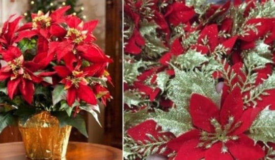 Trang trí Giáng sinh vì sao luôn có hoa trạng nguyên?