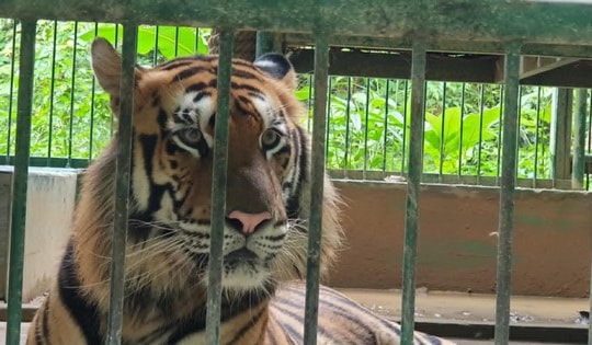 Quảng Bình chi 4,5 tỷ đồng làm hàng rào bảo vệ 7 con hổ Đông Dương