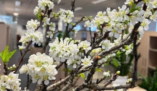 Cành hoa mận Tây Bắc ồ ạt về Hà Nội giá chỉ từ 5.000 đồng