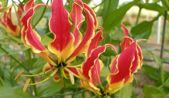 Vị trí đặt hoa ly lửa trong nhà để thu hút vận may