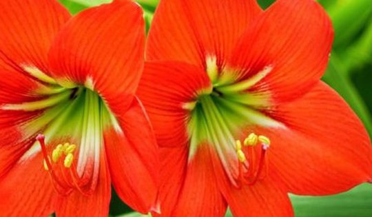 Ý nghĩa phong thủy tuyệt vời của hoa loa kèn nước và vị trí để hoa loa kèn nước trong nhà mang lại sự hài hòa cho gia đình