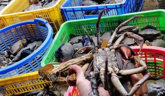 Nuôi cua biển lãi hơn 100.000 đồng/kg thương phẩm