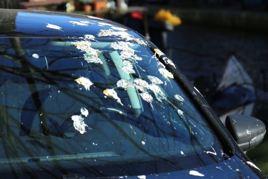 Cách đơn giản loại bỏ phân chim trên ô tô