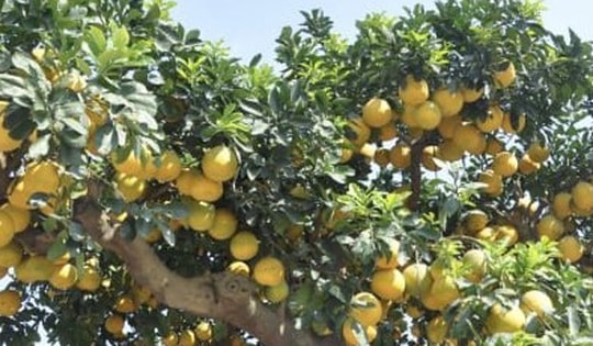 Mãn nhãn cây bưởi cảnh trĩu trịt quả, giá 800 triệu đồng
