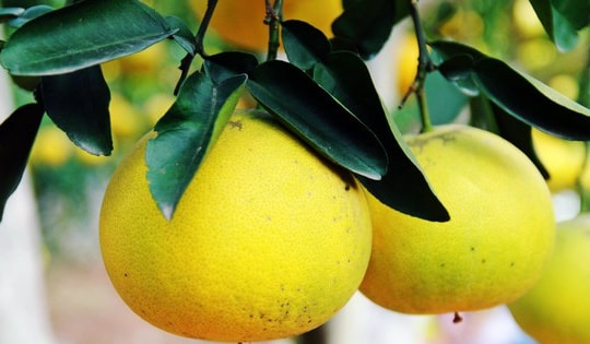 Bưởi Diễn vào vụ, nông dân hối hả thu hoạch phục vụ thị trường Tết 2025