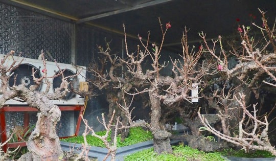 Chiêm ngưỡng 'vua của các loài đào' nằm phòng điều hoà chờ hoa nở đúng dịp Tết Nguyên đán