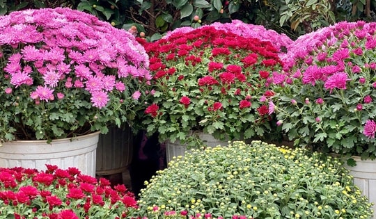 Hoa, cây cảnh thi nhau xuống phố phục vụ người dân chơi Tết 2025