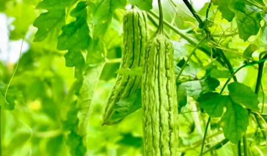 5 lợi ích sức khỏe đáng ngạc nhiên của nước ép mướp đắng