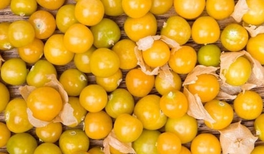 Loại quả dại mọc đầy ở Việt Nam không ai ngó, là thần dược đắt đỏ trên thế giới