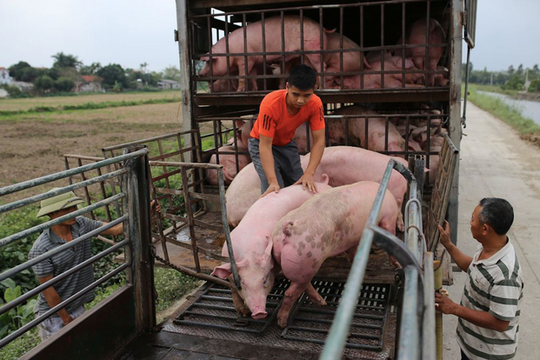 Duy trì 'hotline' tiếp nhận phản ánh, Hà Nội ra thêm 9 nhóm giải pháp kiểm soát dịch bệnh động vật