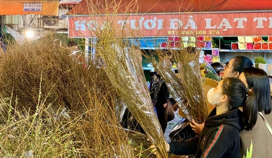 Loài hoa nhìn như cành củi khô được chị em săn đón mua về chơi Tết