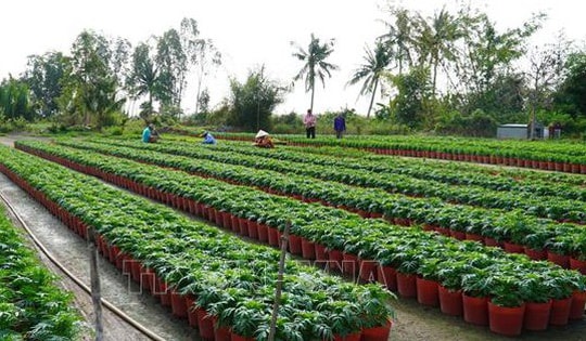 Lo thua lỗ, nhà vườn giảm số lượng hoa Tết