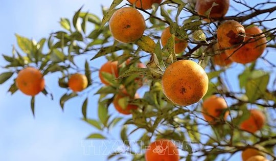 Quýt Nam Sơn tạo thu nhập bền vững cho người dân vùng cao