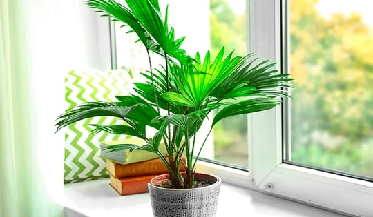 Loại cây cảnh vừa làm đẹp nhà vừa hạn chế các bệnh liên quan đến hệ hô hấp