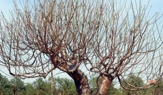 Đào vẫn đang kỳ tuốt lá, khách đã chi hàng chục triệu đồng đặt thuê