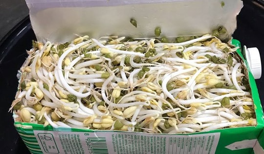 3 cách làm giá đỗ an toàn tại nhà, không lo bị