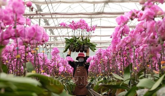 Hoa chậu công nghệ cao vào vụ Tết sớm