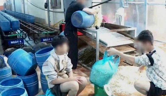 Góc pháp lý vụ gần 3.000 tấn giá đỗ ủ chất cấm tuồn ra thị trường