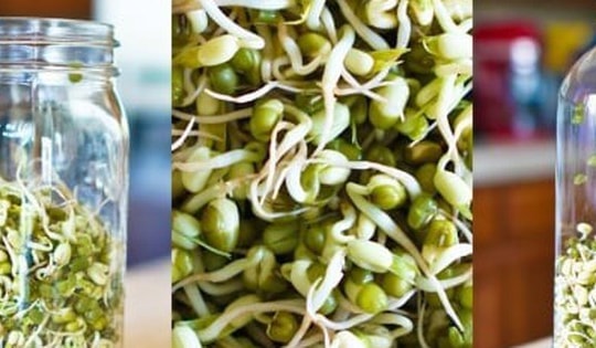 Chuyên gia gợi ý cách tự làm giá đỗ vừa sạch vừa ngon