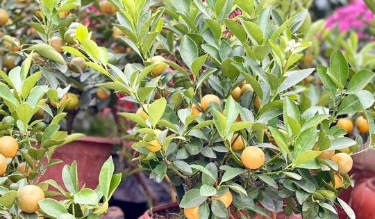 Quất mini giá phải chăng được ưa chuộng dịp Tết 2025