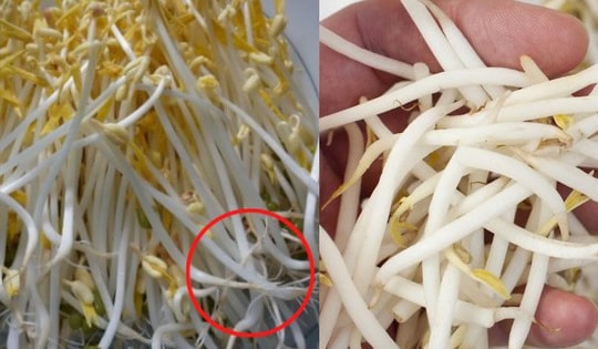 Vụ 2.900 tấn giá đỗ ngậm hoá chất tuồn ra thị trường: Làm thế nào để phân biệt giá sạch và giá ngậm hóa chất?