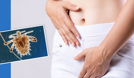 Rận mu có phải là bệnh lây truyền qua đường tình dục không?