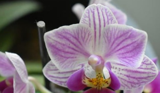 Cách tưới nước đơn giản giúp cây lan nở hoa quanh năm