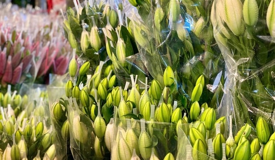 Ngắm loại hoa đẹp mê mẩn giá đắt đỏ được chị em săn lùng cắm trong dịp Tết vì ‘cân’ cả sắc lẫn hương