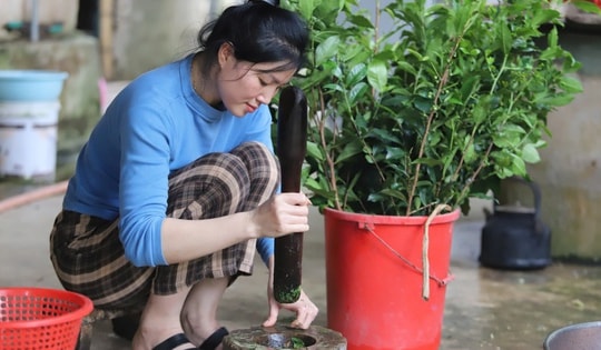 Thú thưởng thức vị chè đâm độc đáo, tốt cho sức khỏe chỉ có ở xứ Nghệ