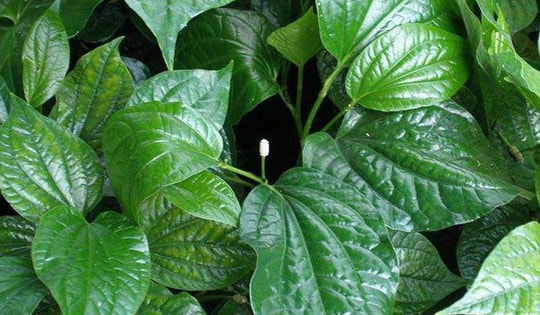 Các loại rau xanh có thể trồng tại nhà, lớn nhanh như thổi hái không kịp tay