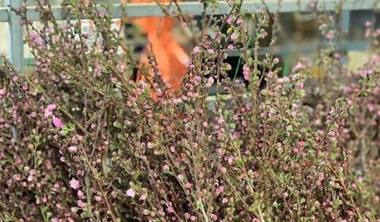 Loại hoa nhập có giá vài chục ngàn đồng/bó ‘hot hit’ được chị em thi nhau săn lùng về trưng Tết 2025