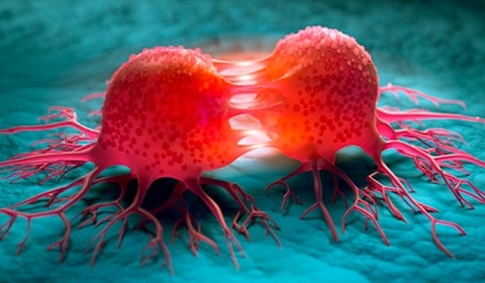 Tế bào ung thư tự tiêu hủy nếu uống nước từ loại cây này mỗi ngày?