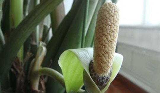 Cách chăm sóc kim tiền ra hoa, thu hút tài lộc