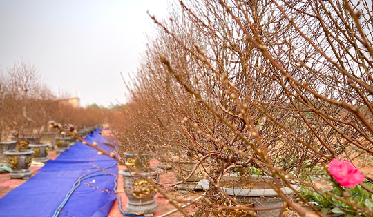 Giá đào Tết tăng, hoa 'lười' nở khiến chủ vườn Nhật Tân mất ăn mất ngủ