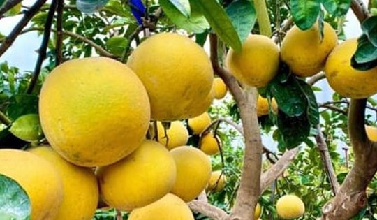 Cách bảo quản bưởi Diễn