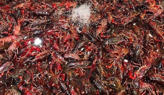 Sinh vật ngoại lai Trung Quốc tràn sang chợ Việt, hải sản ‘quý tộc’ giá siêu rẻ