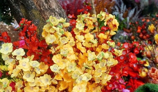 Hà Nội rực rỡ phố hoa lụa ngày gần Tết