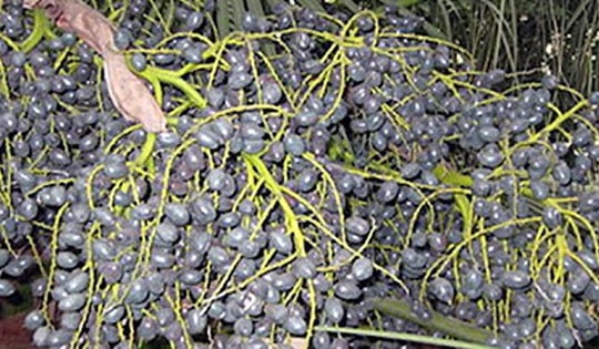 Thứ quả trước rụng đầy không ai nhặt, giờ thành đặc sản khó mua, nhiều công dụng chữa bệnh có thể nhiều người chưa biết