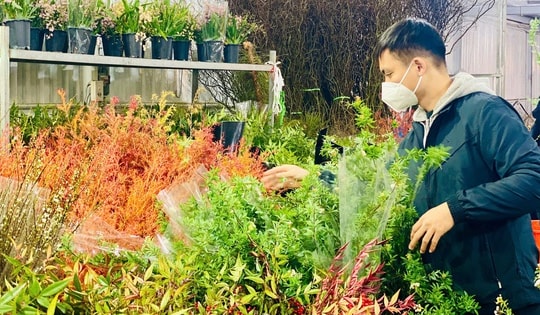 Nhiều loại hoa nhập giá rẻ ‘hút’ khách săn hàng về chơi Tết 2025