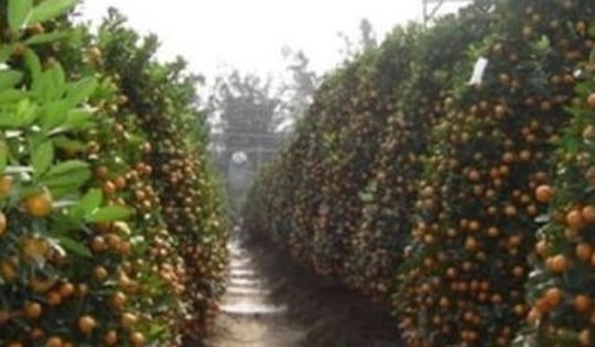 Khách về tận vườn chốt mua, quất cảnh ở Nam Định đắt hơn năm ngoái