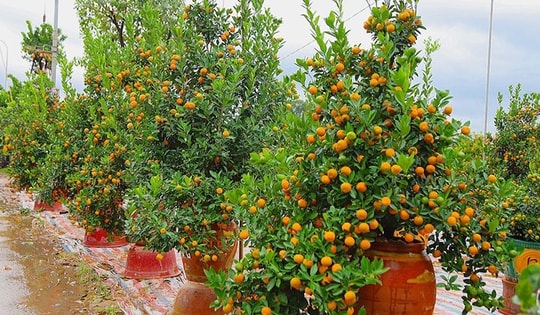 Đào, quất đắt đỏ, chọn hoa gì chơi Tết?