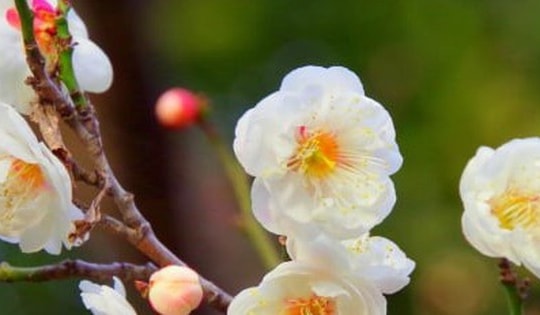 Trồng cây nhất chi mai dịp Tết có ý nghĩa gì?