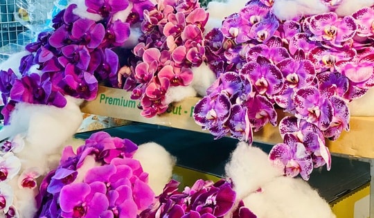 Những loại hoa 'độc, lạ' đang ‘làm mưa làm gió’ thị trường Tết 2025