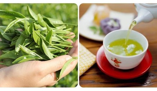 Loại lá rẻ tiền giúp 'quét sạch' mỡ máu, ngừa đột quỵ, người Việt nên uống thường xuyên để kéo dài tuổi thọ