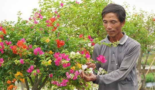 Làng nghề hoa giấy Tân Dương chuẩn bị hàng triệu chậu hoa phục vụ Tết