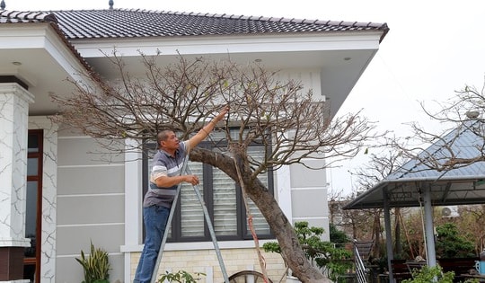 Bán 4 cây mai vàng, người nông dân ở Quảng Ninh đủ tiền xây nhà đẹp