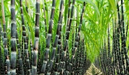 Khi mua mía tím, có nên chọn loại có phấn trắng?