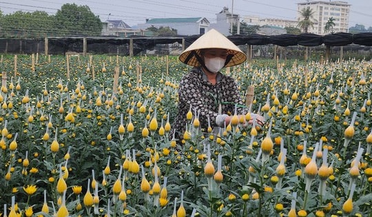 Làng hoa lớn nhất xứ Thanh rộn ràng vào vụ Tết