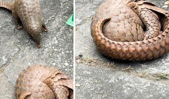 Bị khởi tố vì mua bán 2 con tê tê hoang dã quý hiếm